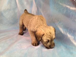 Male Standard Schnoodle for Sale #5 Puppies Born 2-22-15 Ready April 2015!